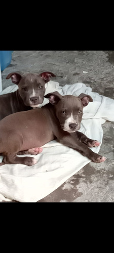 Últimas Dos Hembras, Padre Bully Madre Terrier