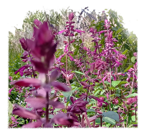 Salvias Involucrata, 10 Plantas