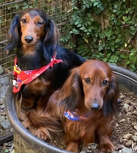 Imagen 1 de 7 de Perros Salchicha De Pelo Largo