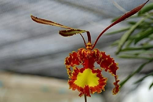 Venta De Orquideas Psychopsis Papilio | MercadoLibre 📦