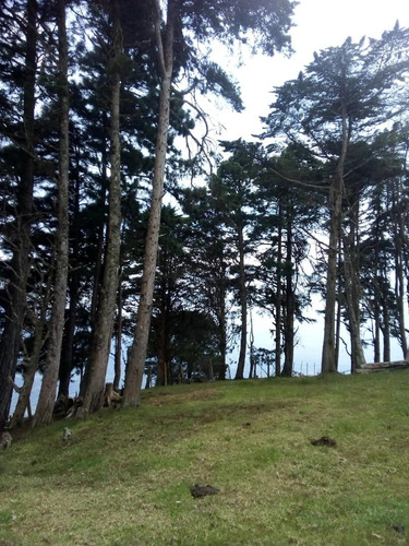 Imagen 1 de 20 de Finca En Casa Via El Padre De 45 Hectáreas