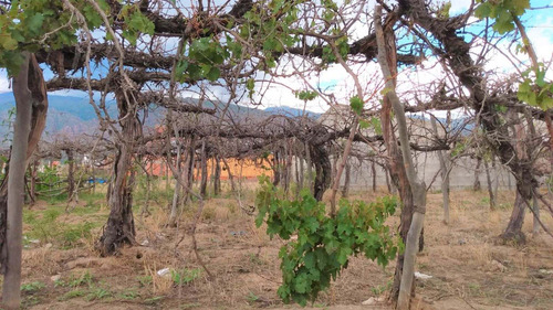 Imagen 5 de 11 de Lote En Venta O Permuta B° El Tránsito Cafayate