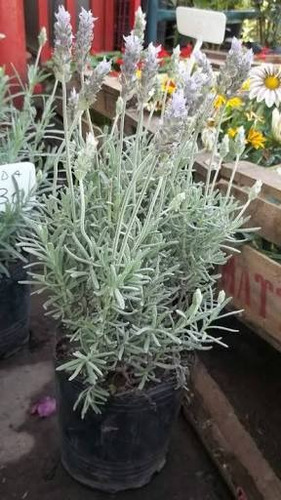 Planta De Lavanda En Maceta Cantidad 8 Envío Gratis