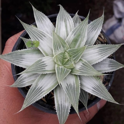 Haworthia Retusa  White Ghost Suculenta No Cactus Variegata