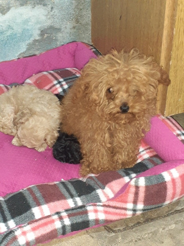 Imagen 8 de 8 de Caniche Micro,mini Y Toy