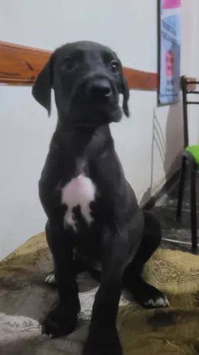 Cachorros Gran Danés .