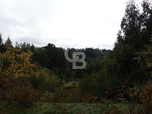Parcela De Agrado Con Plantación De Eucaliptus | Osorno