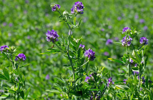 Semillas Alfalfa Especial Region Coquimbo A Reg. Biobio 525g