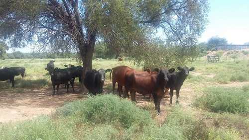 Imagen 23 de 30 de Se Vende Campo En Cordoba Listo Para Trabajarlo