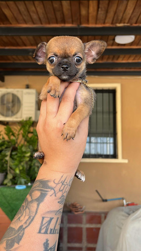 Cachorra Chihuahua