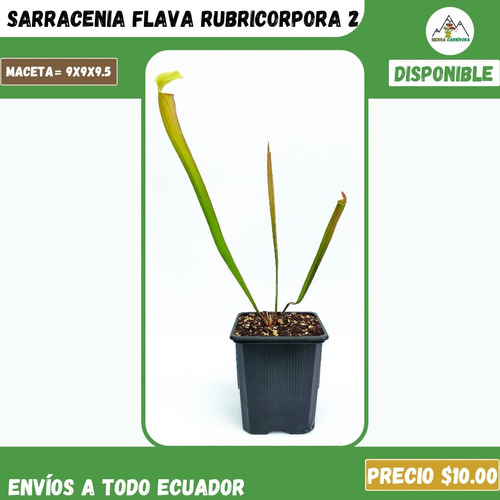 Plantas Carnívoras | Variedad De Géneros Y Especies