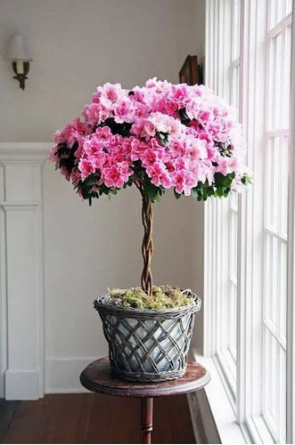 Planta Rododendron - Azaléia - Bonsai - Feng Shui | Parcelamento sem juros