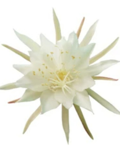 Dama De Noche.epiphyllum Blanco