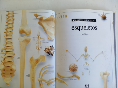 Libro Esqueletos-biblioteca Visual Altea-1990