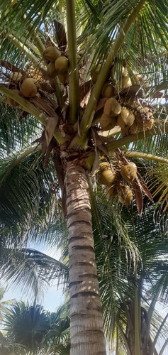 Imagen 16 de 27 de Casa Ideal Para Posada Boca De Uchire Itsmo Caribe Salida A La Playa
