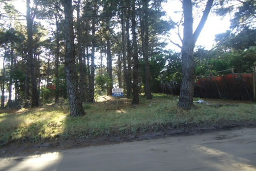 Imagen 2 de 5 de Lote Sobre Elevado Del Nivel De Calle Forestado Predomina Los Pinos