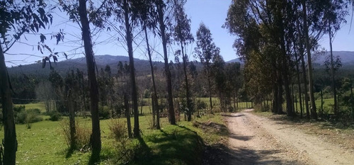 Venta De Predio Forestal En Purén, Araucanía Id 64.039-cam