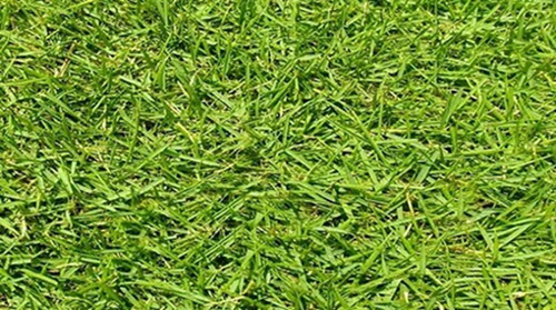 5 Kg Semente Grama Esmeralda Imperial - Envio Em 24 Hrs