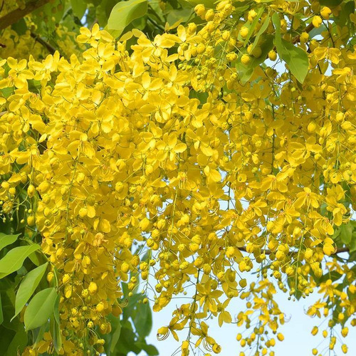 Semillas De Arbol De Lluvia De Oro ( Cassia Fistula )