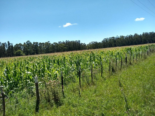 Imagen 12 de 30 de Latorre Prop Vende Campo De 34 Hectareas En Cobo