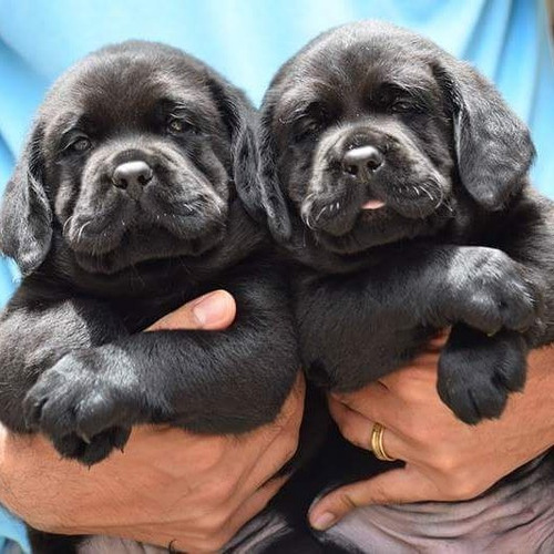 Cachorras Puras En San Vicente Y Canning, Crianza Con Amor