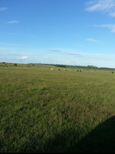 Imagen 8 de 21 de Campo - San Pedro 290 Has Provincia Buenos Aires