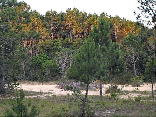 Lote | Oceano Atlantico