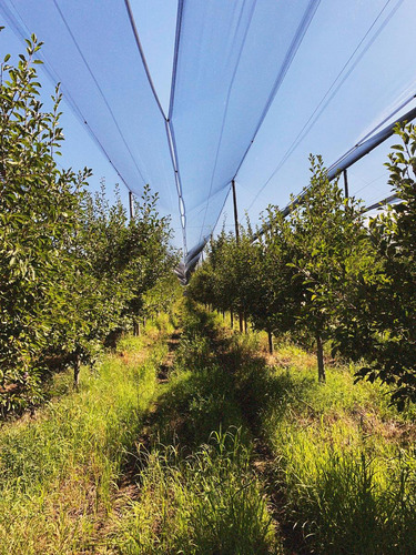 Finca Premium De Ciruelas Dagen Con Infraestructura De Alta Tecnología Cuadro Benegas San Rafael