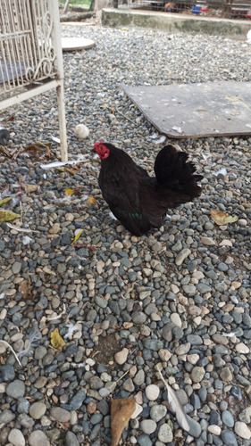 Gallinas Exótica