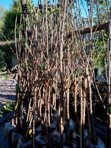 Imagen 4 de 10 de Arbol De Cerezas / Injertado/.e.gratis Caba-gba