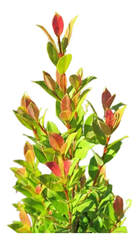 Eugenia Myrtifolia X 10 Unid Cerco Vivo Rápido Crecimiento 