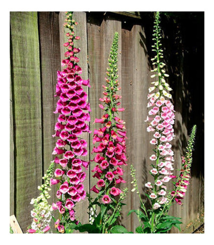 Digitalis / Flor De Gloxinia Sortida 0,6g + -5.900 Sementes