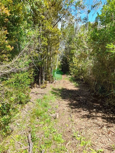 Imagen 4 de 4 de Campo Chiloé, Sector Mocopulli, Cercano A Castro