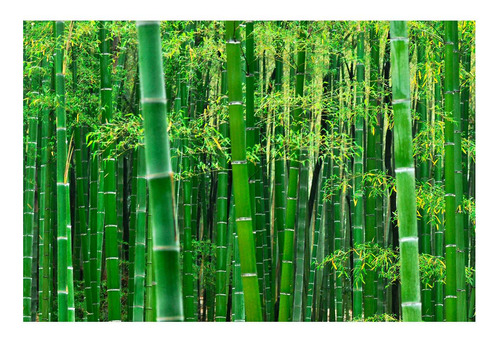 Vinilo 50x75cm Bosque Bambu Japón Arboles Hojas