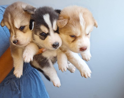 Cachorros Husky Siberianos