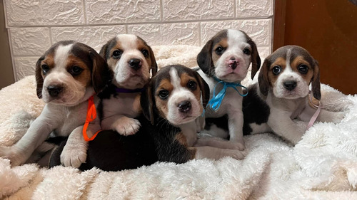 Beagles Enanos Cachorros Adorables..