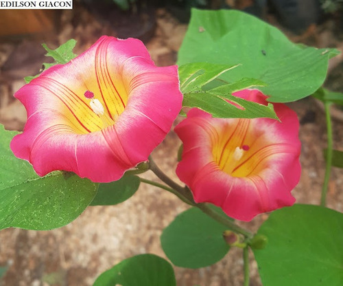 100 Sementes Ipomeia Africana Com Manual De Cultivo