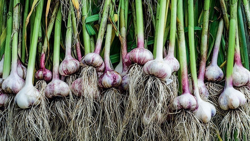 Alho Organico Roxo Graudo Cabeça Dentes Cultivo Plantio 1 K