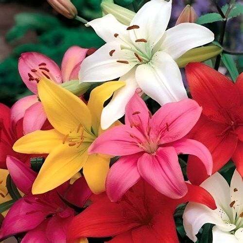 Bulbos De Lilium Colores Surtidos X5