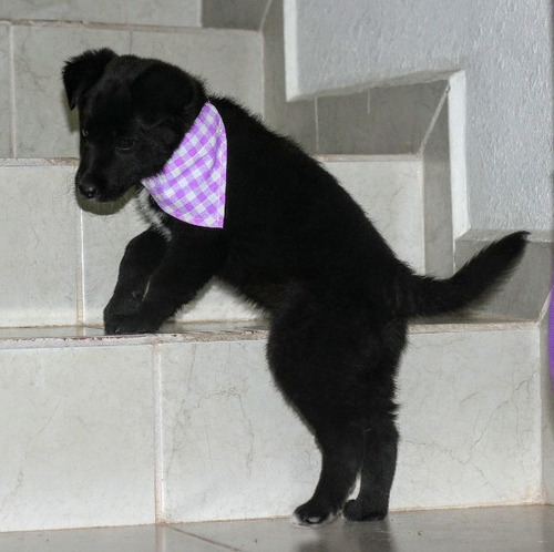 Imagen 2 de 12 de Collar Mascota Perro Gato Conejo Uron Paliacate Cascabel