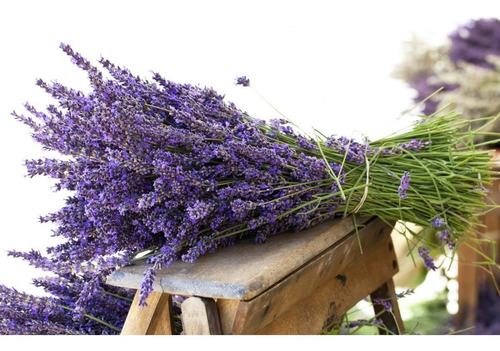 Imagem 3 de 4 de Sementes De Lavanda Verdadeira/alfazema