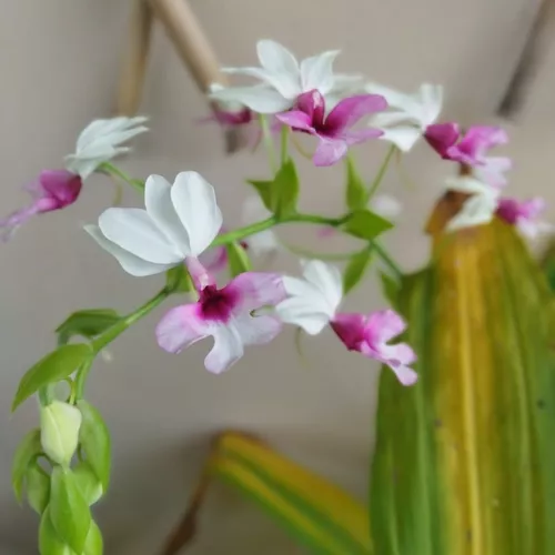 Orquídea Exótica Calanthe Vestita (muda Sem Flor)