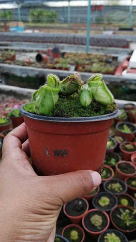 Imagen 4 de 4 de Plantas Carnivoras Cephalotus Follicularis 4 Años