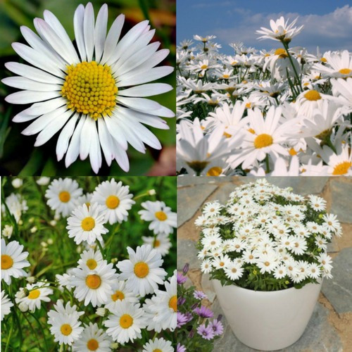 Sementes De Flor De Margarida Verdadeira Pra Jardim Ou Vaso | MercadoLivre