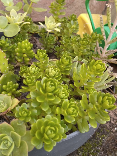 Plantas Tunas Suculentas Grandes