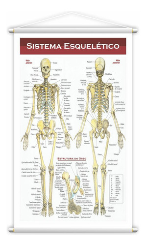 Banner Escolar Pedagógico Sistema Esquelético 80x50cm