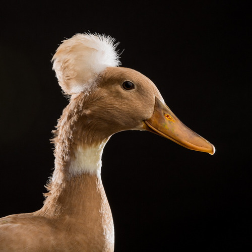 Ovos Galados Férteis Marreco Pompom ( 1 Und )