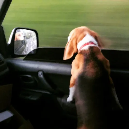 Adiestramiento . Entrenamiento Canino.