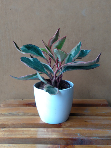 Peperomia Tricolor + Maceta Plástica Premium N12 + Plato