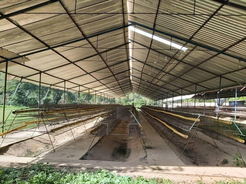 Imagen 9 de 11 de Precio Oportunidad Granja Aves Carlos Arvelo - Anggi Zerpa
